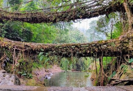 Double Decker Living Root Bridges-1